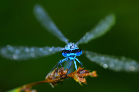 Bild-Nr: 10727255 blaue Libelle Erstellt von: Gerhard726