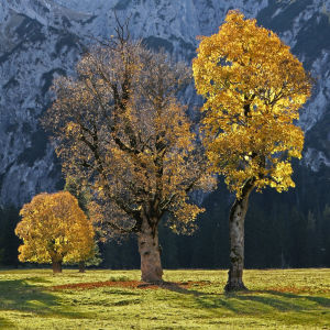 Bild-Nr: 10728265 herbstliche Ahornbäume im Karwendel Erstellt von: SusaZoom