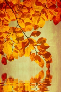 Bild-Nr: 10728513 Herbstfarben Erstellt von: gabii40