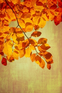 Bild-Nr: 10728857 Herbstfarben  Erstellt von: gabii40