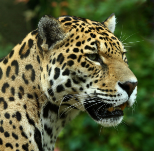 Bild-Nr: 10729077 JaguarPortrait Erstellt von: Boersenfuchs