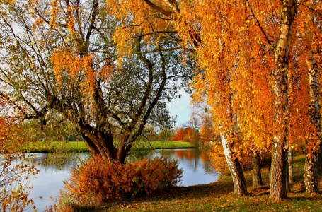 Bild-Nr: 10729487 Herbstlaub Erstellt von: falconer59