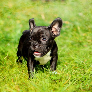 Bild-Nr: 10730161 Bulldoggenwelpe im Quadrat Erstellt von: Heike  Hultsch