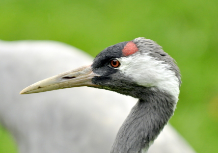 Bild-Nr: 10730381 Glücksvogel Erstellt von: GUGIGEI