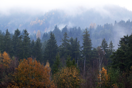 Bild-Nr: 10730857 Tirol - Herbstwald Erstellt von: wompus