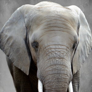 Bild-Nr: 10731385 Elefant Erstellt von: Heike  Hultsch