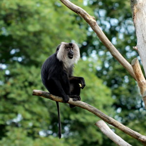 Bild-Nr: 10732485 Bartaffe im Quadrat Erstellt von: Heike  Hultsch