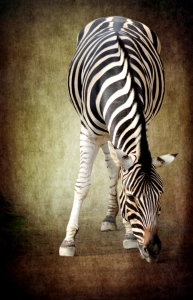 Bild-Nr: 10732491 Zebra - Version zwei -  Erstellt von: Heike Hultsch