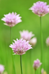 Bild-Nr: 10734447 Schnittlauchblüte Erstellt von: Atteloi