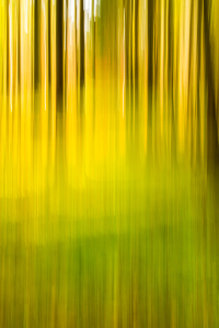 Bild-Nr: 10738063 Herbstwald - gelbe Weite Erstellt von: Thomas Joekel