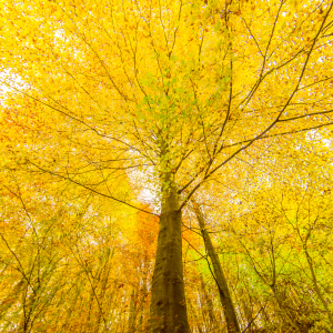 Bild-Nr: 10738089 Herbstkrone 1 Erstellt von: Thomas Joekel