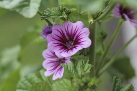Bild-Nr: 10739081 Malve-Blüte Erstellt von: werdenfelspics