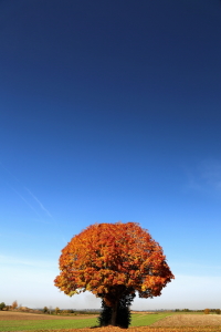 Bild-Nr: 10739707 Baum autumn Erstellt von: fotoping