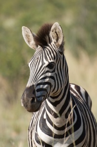 Bild-Nr: 10742149 Zebra mit Irokesenschnitt Erstellt von: scm35768