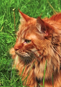 Bild-Nr: 10743667 Kater im Gras Erstellt von: falconer59