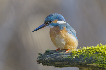 Bild-Nr: 10745009 Eisvogel ,Alcedo atthis, common kingfisher Erstellt von: cibo