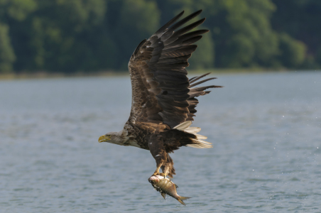 Bild-Nr: 10745019 Seeadler mit Fisch, Haliaeetus, albicilla Erstellt von: cibo