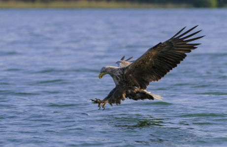 Bild-Nr: 10745029 Seeadler greift Fisch, Haliaeetus albicilla,  Erstellt von: cibo