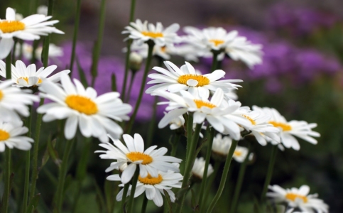 Bild-Nr: 10746637 Blumenwiese Erstellt von: Renate Knapp