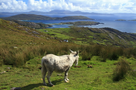 Bild-Nr: 10748157 Kenmare Bay Erstellt von: Zauselmann