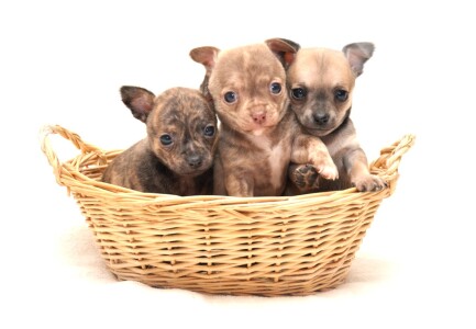 Bild-Nr: 10749181 Hundebabys Erstellt von: Zwerge25