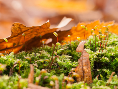 Bild-Nr: 10749417 Waldboden Stillleben Erstellt von: fefufoto