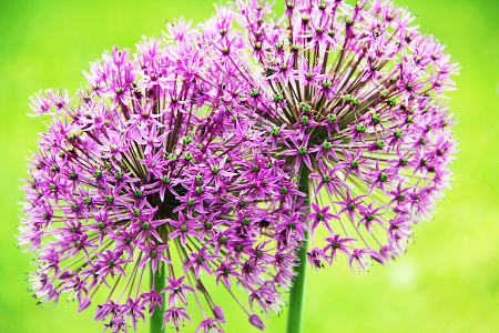 Bild-Nr: 10749951 Allium Erstellt von: SusaZoom