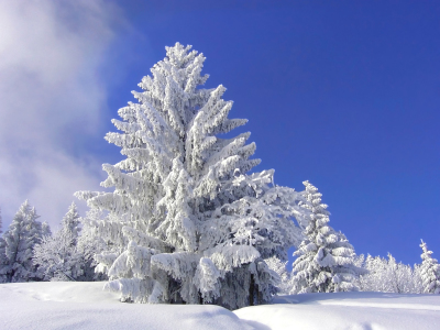 Bild-Nr: 10750021 Wintertanne Erstellt von: SusaZoom