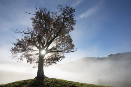 Bild-Nr: 10750357 Herbstlicht Erstellt von: danielschoenen