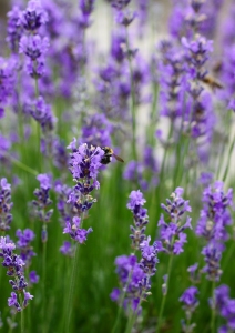 Bild-Nr: 10752723 Lavendel Erstellt von: Renate Knapp