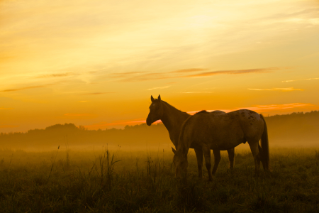 Bild-Nr: 10756377 Abendnebel Erstellt von: Jens Kalanke