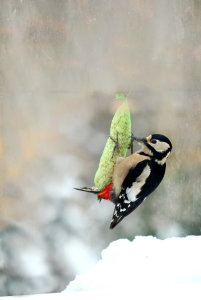 Bild-Nr: 10756703 Specht Hochformat Erstellt von: Heike  Hultsch