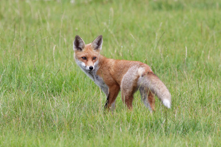 Bild-Nr: 10759985 Fuchs Erstellt von: frank-wassewitz