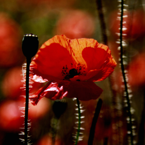 Bild-Nr: 10761073 Mohn Erstellt von: Falko Follert