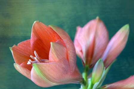 Bild-Nr: 10761309 Amaryllis Erstellt von: Rolf Eschbach