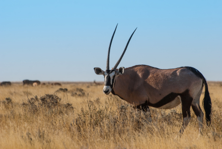 Bild-Nr: 10762175 Oryx Erstellt von: Frank Walter