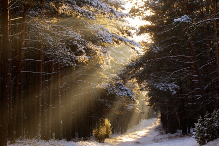 Bild-Nr: 10762271 Winterwald Erstellt von: Jens Kalanke