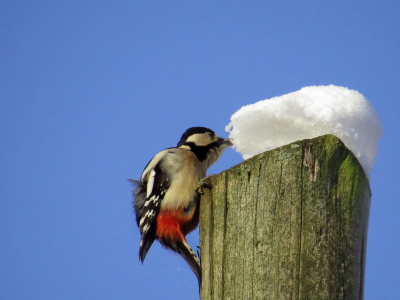 Bild-Nr: 10762485 Durst  auch im Winter  Erstellt von: Ostfriese