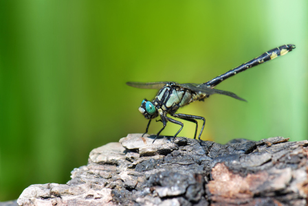 Bild-Nr: 10763861 Libelle Erstellt von: Atteloi