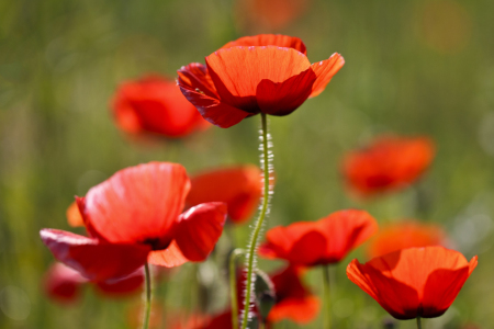 Bild-Nr: 10766111 Sunny Poppies Erstellt von: MonikaIburg