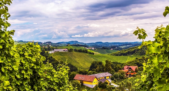 Bild-Nr: 10766411 Steiermark - Weinberge in der Südsteiermark Erstellt von: wompus