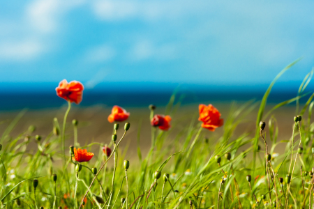 Bild-Nr: 10766479 Mohn und Meer Erstellt von: Armin Redöhl