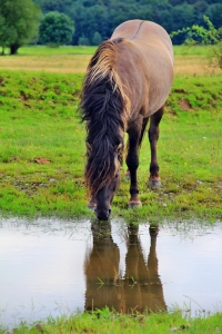 Bild-Nr: 10767447 Das Wasserloch Erstellt von: falconer59