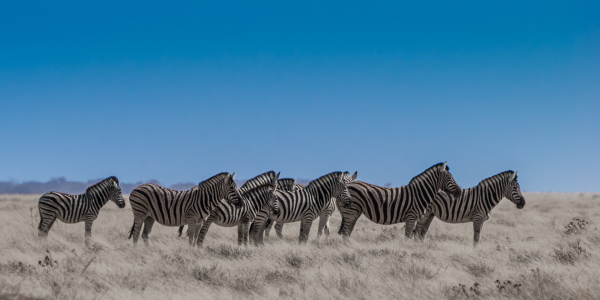 Bild-Nr: 10767643 Neun Zebras Erstellt von: Frank Walter