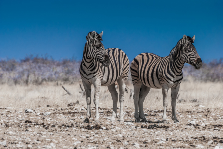 Bild-Nr: 10767645 Zwei Zebras Erstellt von: Frank Walter
