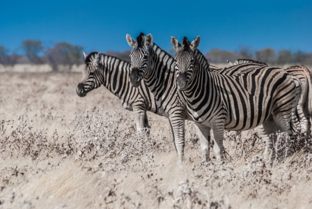 Bild-Nr: 10767653 Drei Zebras Erstellt von: Frank Walter