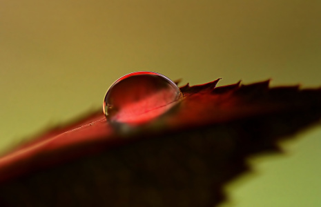 Bild-Nr: 10767703 Red Drop Erstellt von: youhaveadream