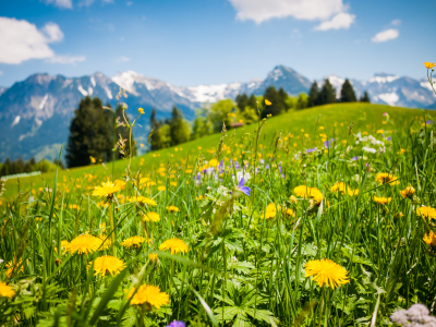 Bild-Nr: 10767743 Im Allgäu Erstellt von: Johann Oswald