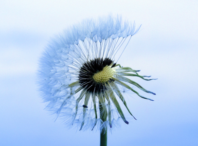 Bild-Nr: 10768383 Skyflower Erstellt von: Renate Knapp