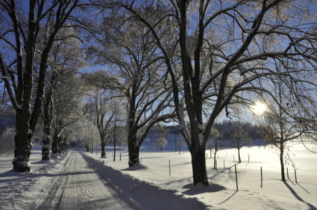 Bild-Nr: 10768665 Allee im Winter Erstellt von: GUGIGEI